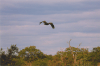  Unknown Eagle Flight