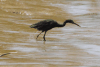 Egretta caerulea