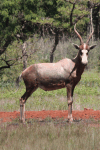 Blesbok (Damaliscus pygargus phillipsi)