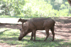 Southern Warthog (Phacochoerus africanus sundevallii)