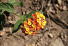 Common Lantana (Lantana camara)