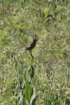 African Stonechat (Saxicola torquatus)