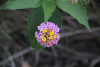 Common Lantana (Lantana camara)