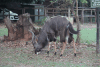 Nyala (Tragelaphus angasii)