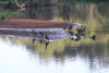 White-faced Whistling Duck (Dendrocygna viduata)