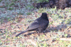 Southern Black Flycatcher (Melaenornis pammelaina)