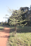 Silver Terminalia (Terminalia sericea)