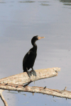 African Reed Cormorant (Microcarbo africanus africanus)