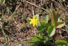 Narrow Stargrass (Hypoxis angustifolia)