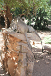 Southern Vervet Monkey (Chlorocebus pygerythrus pygerythrus)