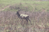 Southern Greater Kudu (Tragelaphus strepsiceros strepsiceros)