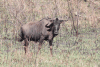 Blue Wildebeest (Connochaetes taurinus taurinus)