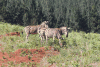 Burchell's Zebra (Equus quagga burchellii)