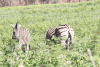 Burchell's Zebra (Equus quagga burchellii)