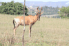 Red Hartebeest (Alcelaphus buselaphus caama)