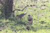 Cape Crowned Lapwing (Vanellus coronatus coronatus)