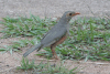 Kurrichane Thrush (Turdus libonyana)