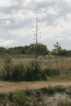 Flowering Agave