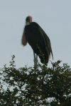 Marabou Stork (Leptoptilos crumenifer)