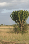 Tree Euphorbia (Euphorbia candelabrum)