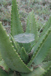 Morning Dew Spider Web