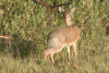 Cavendish's Dik-dik (Madoqua kirkii cavendishi)