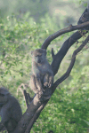 Olive Baboon Tree