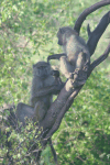 Olive Baboon (Papio anubis)