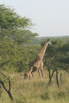 Maasai Giraffe (Giraffa camelopardalis tippelskirchi)