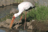 Yellow-billed Stork