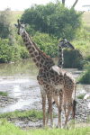 Maasai Giraffe (Giraffa camelopardalis tippelskirchi)