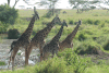 Maasai Giraffe (Giraffa camelopardalis tippelskirchi)