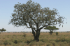 Sausage Tree (Kigelia africana)