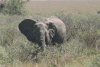 Feeding Elephant