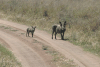 Eastern Warthog (Phacochoerus africanus massaicus)