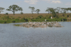 Hippopotamus (Hippopotamus amphibius)