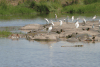 Hippopotamus (Hippopotamus amphibius)