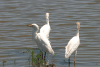 Western Cattle Egret (Bubulcus ibis ibis)