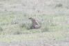 Southeast African Cheetah (Acinonyx jubatus jubatus)