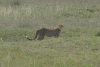 Southeast African Cheetah Cub