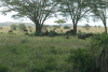 African Bush Elephant (Loxodonta africana)