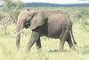 African Bush Elephant (Loxodonta africana)