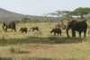 African Bush Elephant (Loxodonta africana)