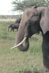 Close-up Feeding Elephant