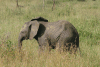 African Bush Elephant (Loxodonta africana)