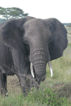 African Bush Elephant (Loxodonta africana)