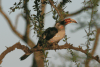 Von Der Decken's Hornbill (Tockus deckeni)