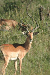 Common Impala (Aepyceros melampus melampus)