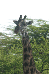 Maasai Giraffe (Giraffa camelopardalis tippelskirchi)