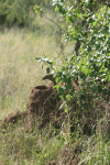 Banded Mongoose (Mungos mungo)